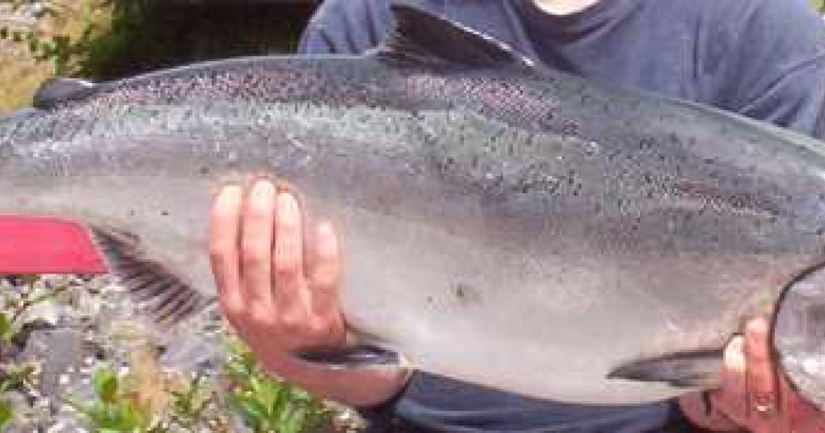 Salmon and Halibut on Vancouver Island BC Canada Salmon Eye