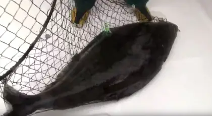 60lb Halibut trolling off Vancouver Island