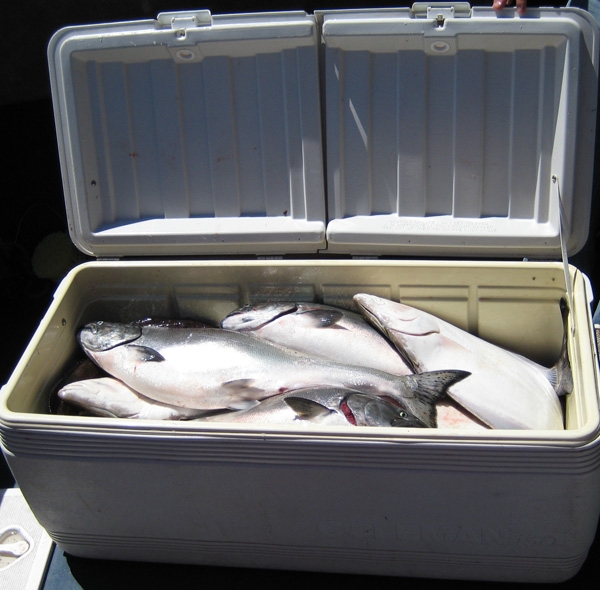 150 quart cooler full of salmon and halibut, June 27, 2008